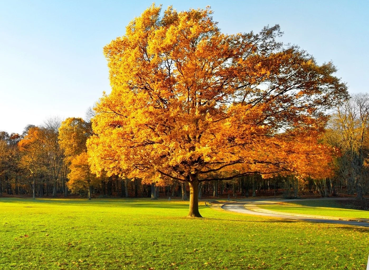 Árbol grande con hojas amarillas de otoño en un campo verde bajo un cielo azul claro